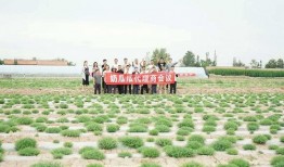 瓜瓜基地,绿色生态农业的璀璨明珠