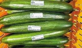 热门大瓜每日大赛,揭秘娱乐圈最新爆料，大赛精彩瞬间回顾