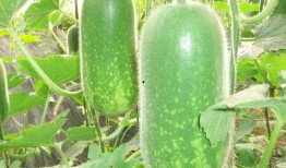 热点吃瓜 52爆料吃瓜网 网络大瓜,网络大瓜盘点，揭秘娱乐圈幕后真相